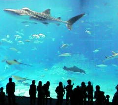 churaumi suizokukan.jpg